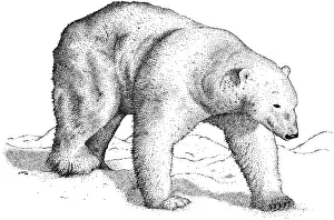 Polar Bear Illustration Drucke: Polar Bear