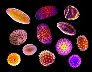 Scanning Electron Microscopy Drucke: Pollen Grains