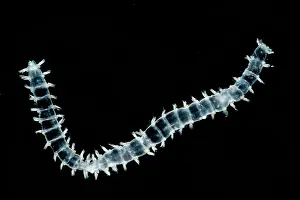 Gerahmter Druck : Polychaeten-Wurm Gerahmter Druck : Polychaeten-Wurm