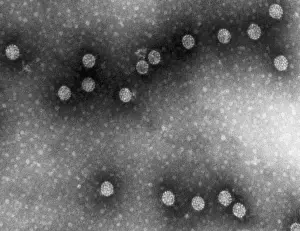 Medical Microbiology Images Drucke: Polyoma Virus