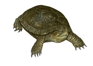 Reptile Illustrations Drucke: Pond Turtle
