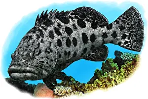 Tropical Reef Fish Drucke: Potato Cod