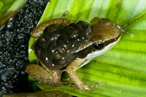 Pratts Rocket-Frosch mit Jungem
