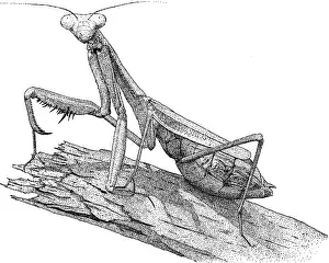 Black And White Insect Art Drucke: Praying Mantis