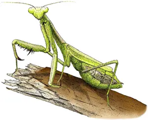 Drucke von Farbige Feder- und Tintenzeichnung einer Kalifornischen Gebetsmücke (Stagmomantis californica) Gottesanbeterin Drucke: Winkelschreck