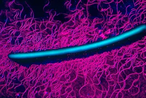 Medical Microbiology Images Drucke: Proteus