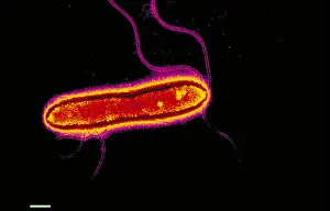 Electron Microscopy Images Drucke: Pseudomonas cepacea