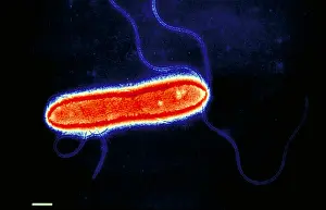 Gram Positive Bacteria Drucke: Pseudomonas cepacea