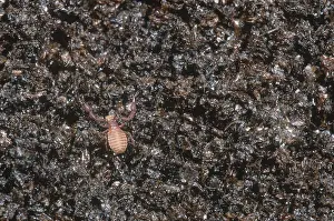 North America Animals Drucke: Pseudoscorpion
