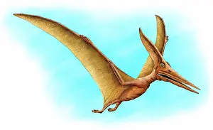 Pteranodon