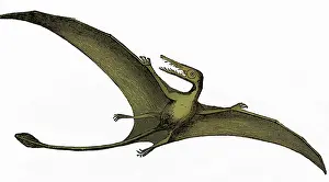 Prehistoric Creatures Drucke: Pterodactyl, Extinct Flying Reptile