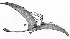 Prehistoric Creatures Drucke: Pterodactyl, Extinct Flying Reptile