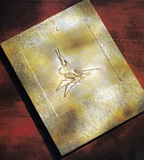 Jurassic Period Fossils Drucke: Pterodactylus Elegans