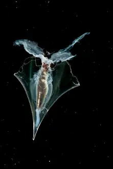 Transparent Ocean Animals Drucke: Pteropod