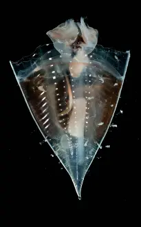 Transparent Ocean Animals Drucke: Pteropod