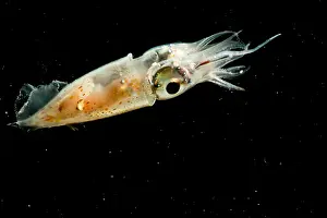Cephalopod Photography Drucke: Pterygioteuthis squid