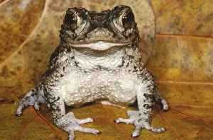 Critically Endangered Animals List Drucke: Puerto Rican Crested Toad