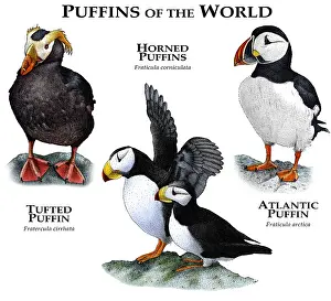 Wildlife Artwork Drucke: Puffins of the World