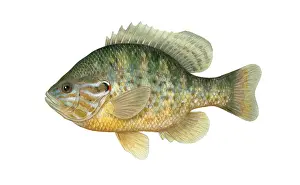 Animal Illustrations Online Drucke: Pumpkinseed