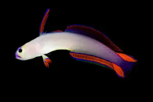 Purple Firefish Drucke: Purple Firefish