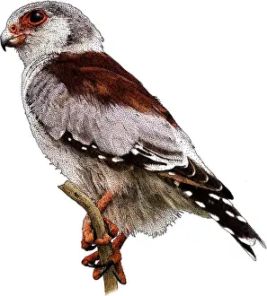 Nature Posters Drucke: Pygmy falcon