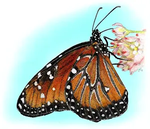 Brush Footed Butterflies Images Drucke: Queen Butterfly