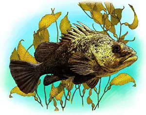 Wildlife Illustrations Drucke: Quillback Rockfish
