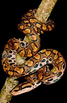 Peruvian Wildlife Drucke: Rainbow Boa