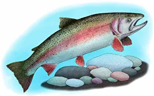 Freshwater Aquatic Animals Drucke: Rainbow trout