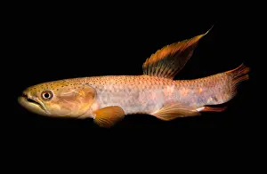 Bony Fish Types Drucke: Rainbow Wolf Fish