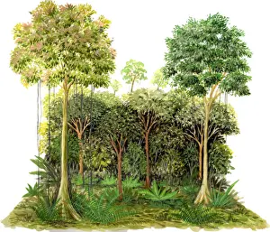 Rainforest Plant Life Drucke: Rainforest
