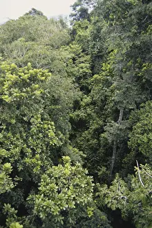 Central America Geography Drucke: Rainforest in Panama