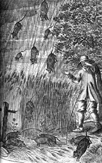 Severe Weather Conditions Drucke: Raining Rats, 1680