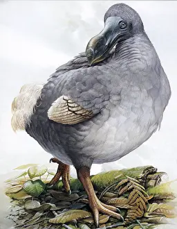Extinct Bird Species Drucke: Raphus cucullatus, Dodo Bird, Extinct
