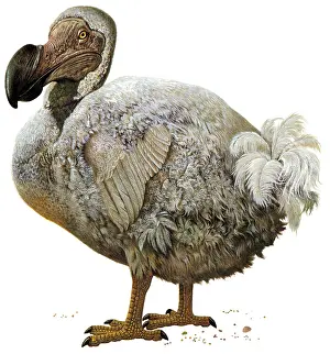 Extinct Birds Drucke: Raphus cucullatus, Dodo Bird, Extinct