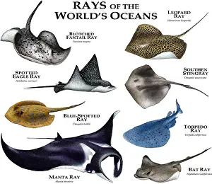 Marine Wildlife Art Drucke: Ray's of the World's Oceans