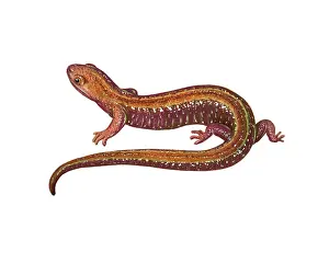 Wildlife Artwork Drucke: Red Backed Salamander