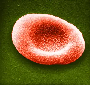 Circulatory System Physiology Drucke: Red Blood Cell, under a microscope (SEM)