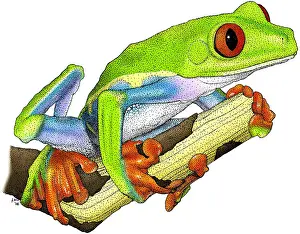 Central America Fauna Drucke: Red-eyed Treefrog