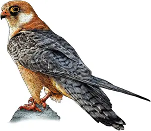 Accipitridae Birds Of Prey Drucke: Red footed falcon