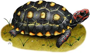South American Reptiles Drucke: Red-footed Tortoise