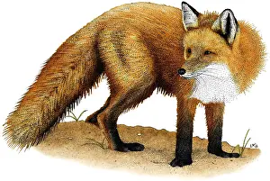 Vulpes Vulpes Images Drucke: Red Fox