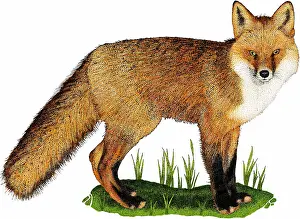 American Wildlife Art Drucke: Red fox