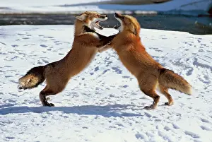Vulpes Vulpes Behavior Drucke: Red Fox Greeting