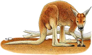 Red Kangaroo