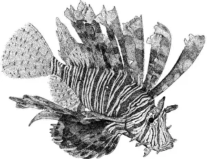 Colorful Ocean Creatures Drucke: Red Lionfish