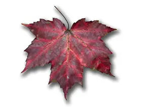 Autumn Leaf Colors Drucke: Red Maple Leaf