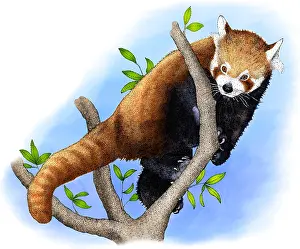 Wildlife Art Drucke: Red Panda