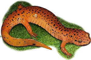 American Wildlife Art Drucke: Red Salamander