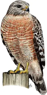 American Birds Drucke: Red-shouldered Hawk